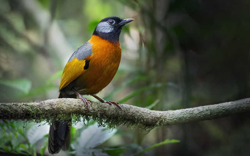 Collared Laughingthrush at Da Lat Plateau, Southern Vietnam.