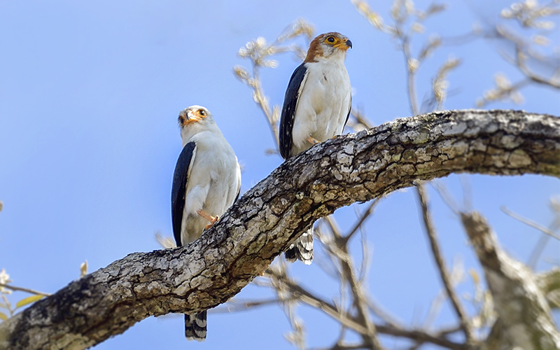 White-rumped (Pygmy) Falcon at Yokdon National Park, Central Vietnam.