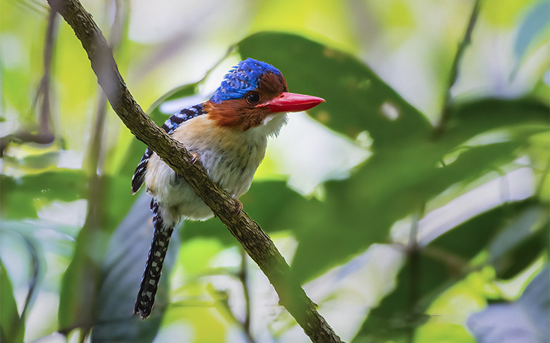 Vietnam Birding Tours | Vietnam Birdwatching Tours | VIETBIRD
