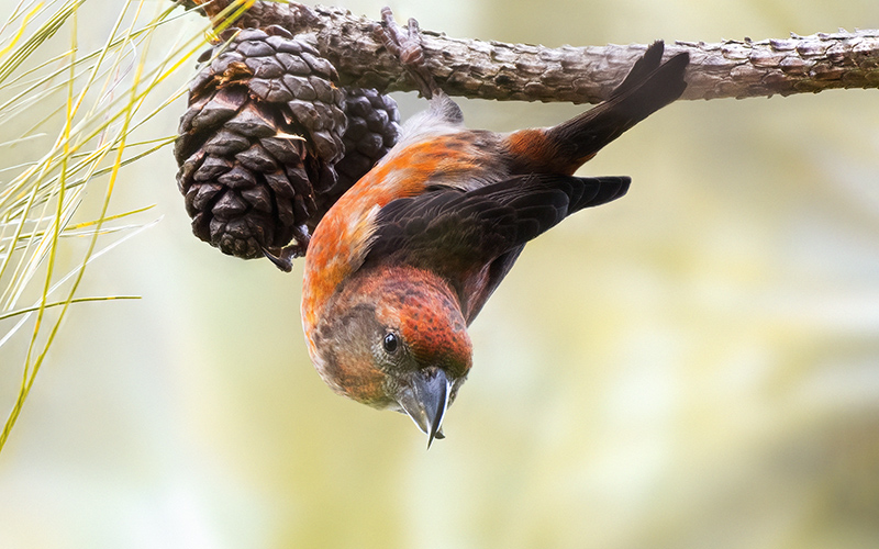 Vietnam Birding Tours | Vietnam Birdwatching Tours | VIETBIRD