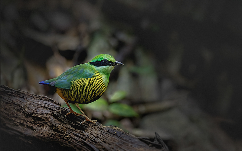 Vietnam Birding Tours | Vietnam Birdwatching Tours | VIETBIRD