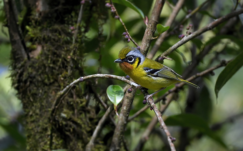 Vietnam Birding Tours | Vietnam Birdwatching Tours | VIETBIRD