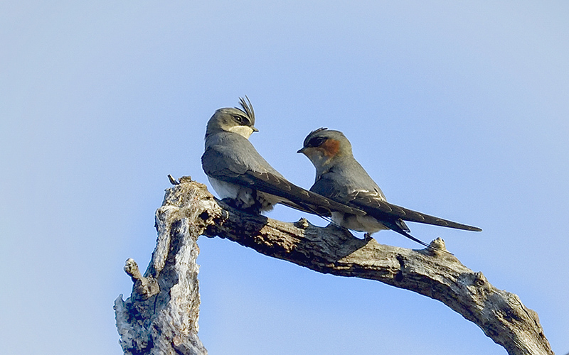 Vietnam Birding Tours | Vietnam Birdwatching Tours | VIETBIRD