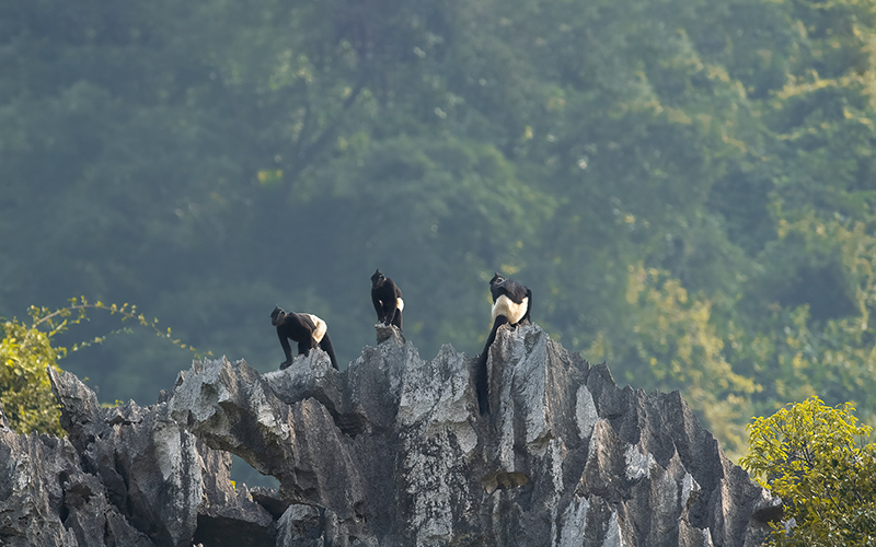 Vietnam Birding Tours | Vietnam Birdwatching Tours | VIETBIRD