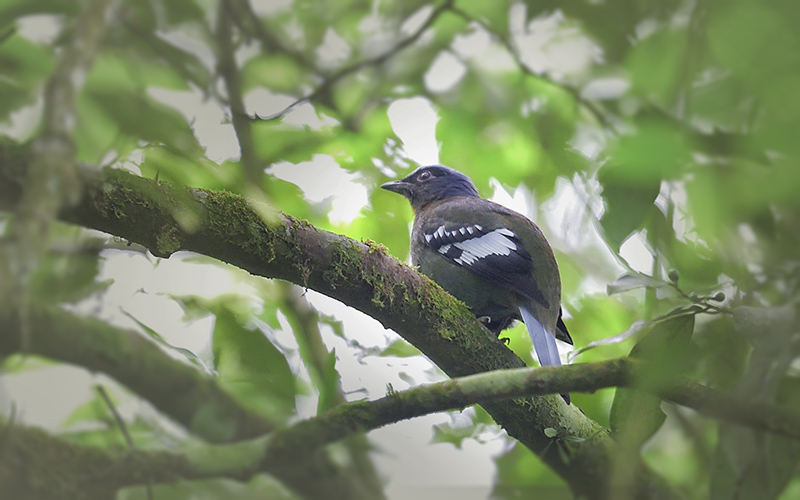 Vietnam Birding Tours | Vietnam Birdwatching Tours | VIETBIRD