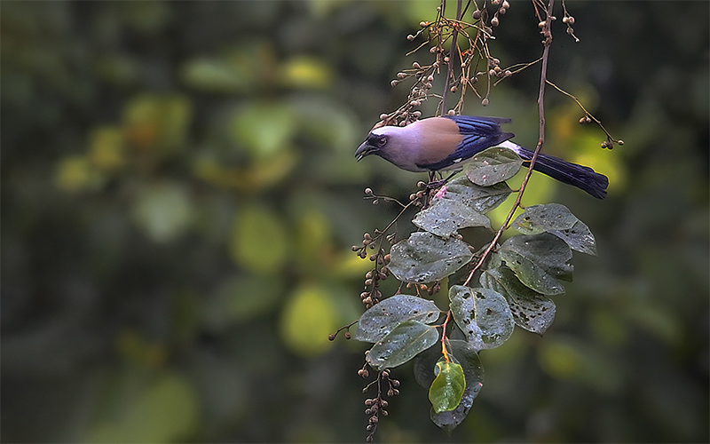 Vietnam Birding Tours | Vietnam Birdwatching Tours | VIETBIRD
