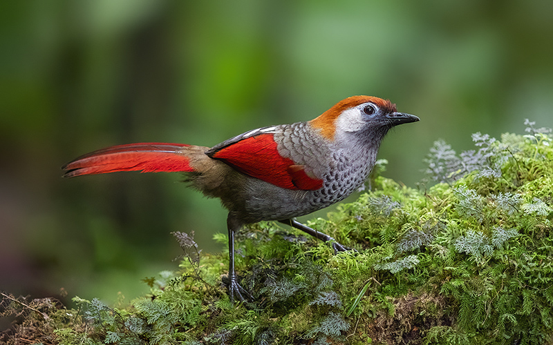 Vietnam Birding Tours | Vietnam Birdwatching Tours | VIETBIRD