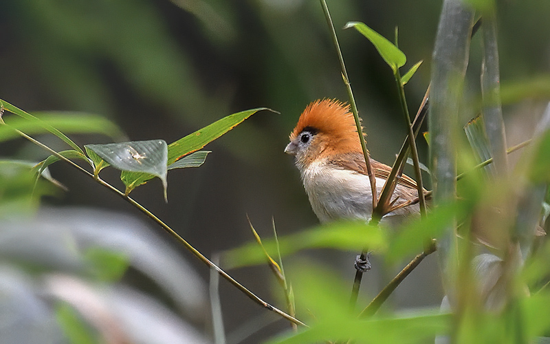 Vietnam Birding Tours | Vietnam Birdwatching Tours | VIETBIRD