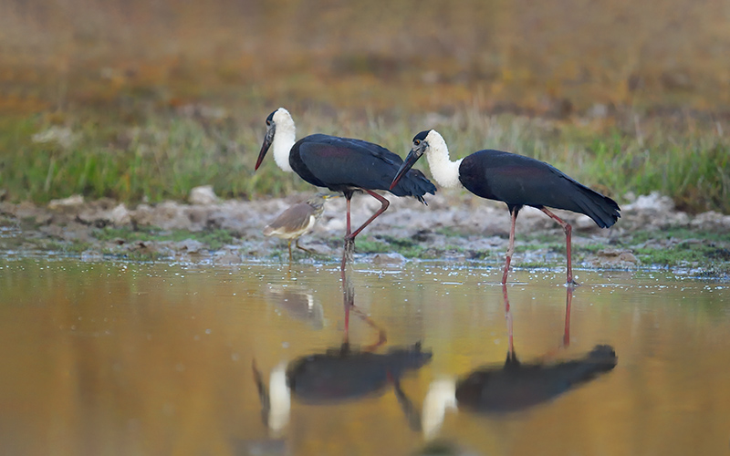 Vietnam Birding Tours | Vietnam Birdwatching Tours | VIETBIRD